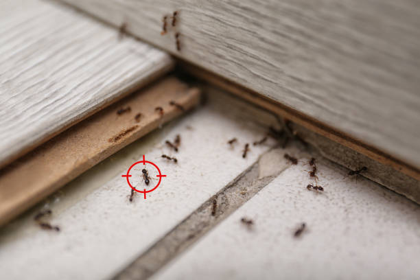 Best Pest Prevention Services  in Mclouth, KS